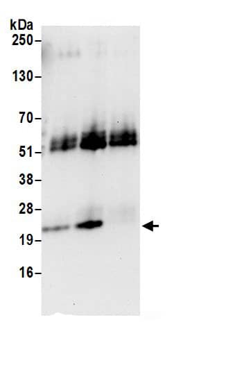 Apc10 Antibody