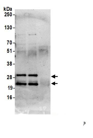 MEA-1 Antibody