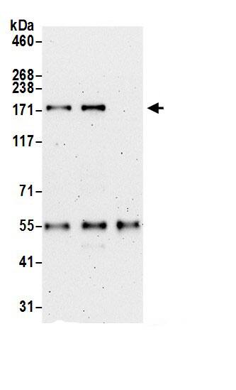 ZCCHC6 Antibody