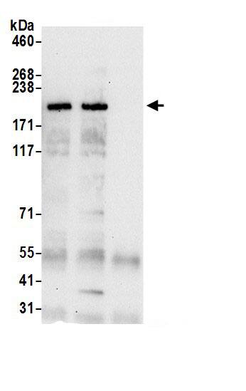 alpha Desmuslin Antibody