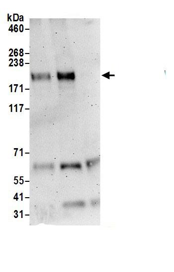 UHRF1BP1L Antibody