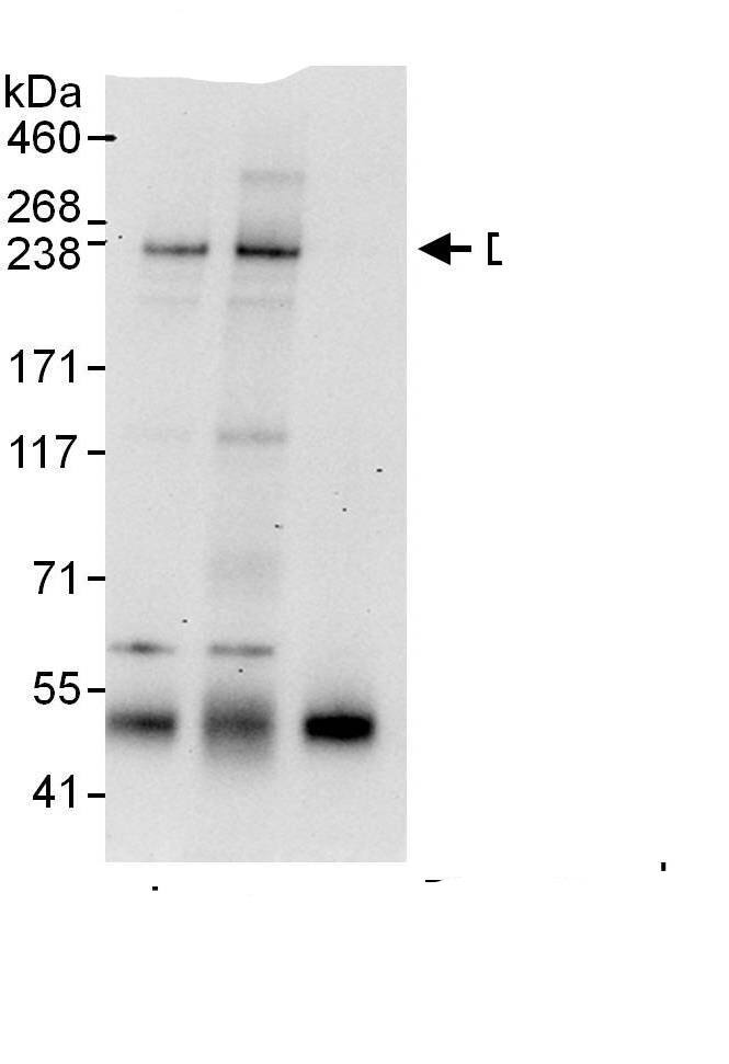 CCDC88C Antibody