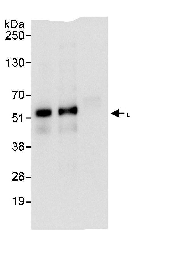 CDC42EP1 Antibody