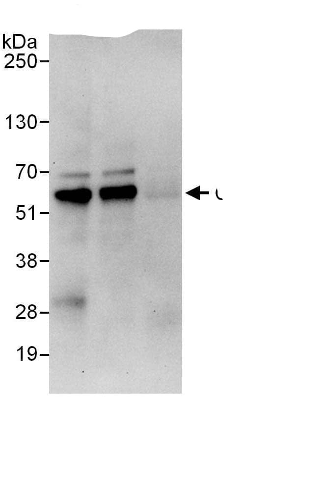 C18orf25 Antibody