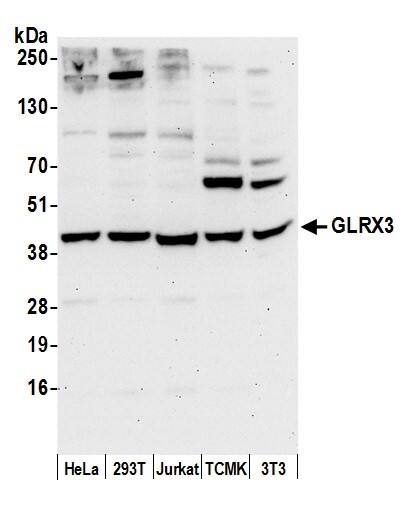 Glutaredoxin 3/GLRX3 Antibody