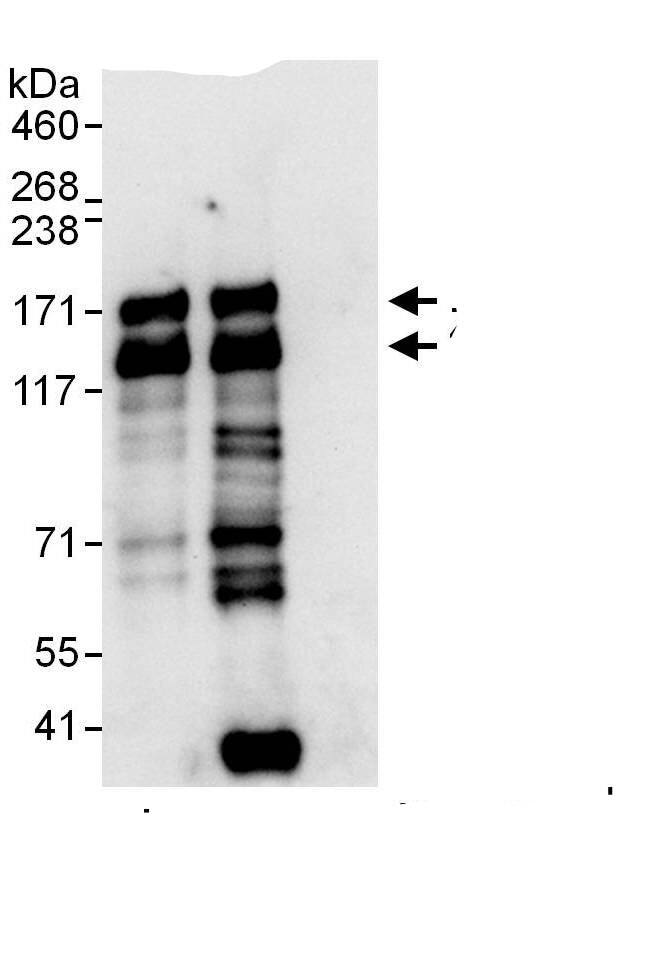 Tight Junction Protein 2 Antibody