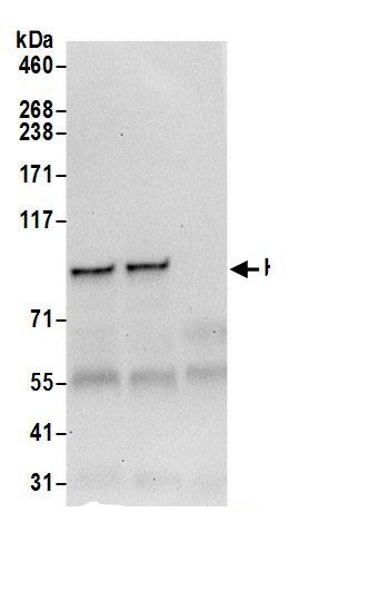 HOOK1 Antibody