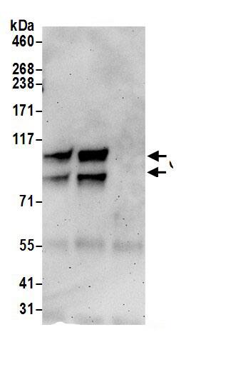 GRASP1 Antibody