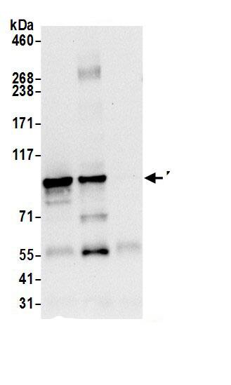 DIEXF Antibody