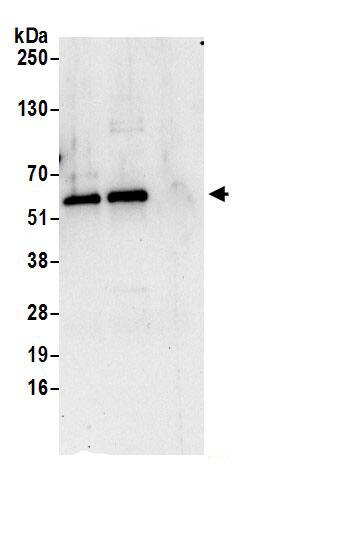 LMAN1 Antibody