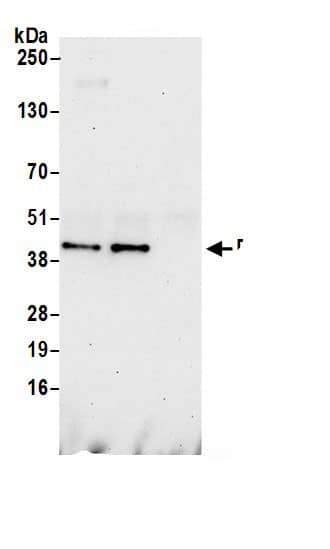 DRG1 Antibody