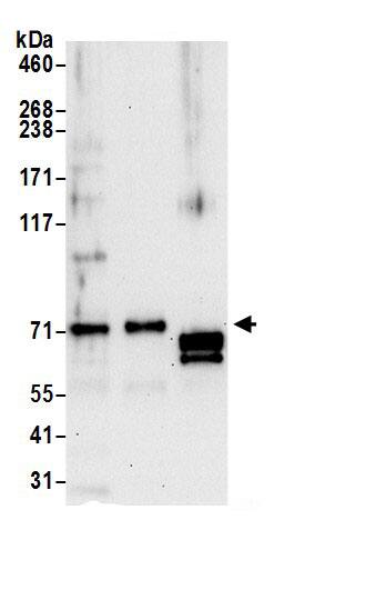 Epsin-2 Antibody