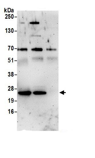 Rab1A Antibody