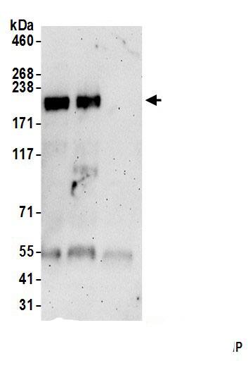 PLCL3 Antibody