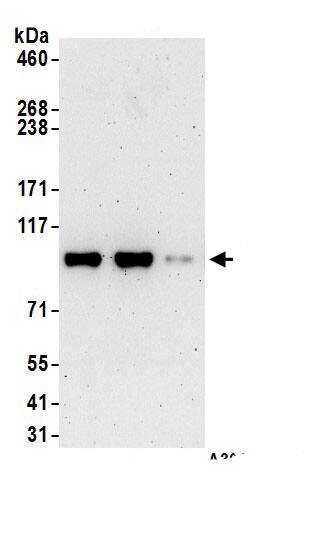 EZH2/KMT6 Antibody