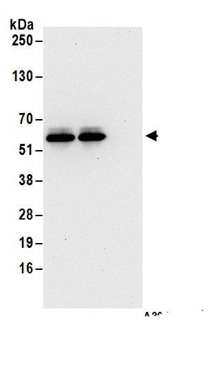 SKA3 Antibody