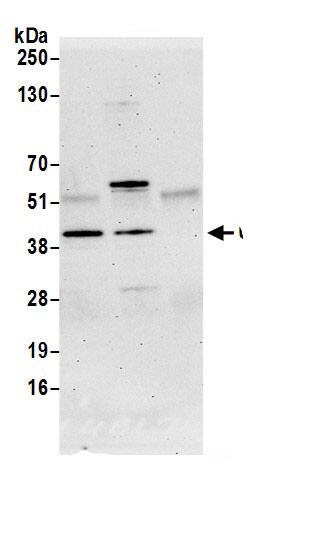 UBL7 Antibody