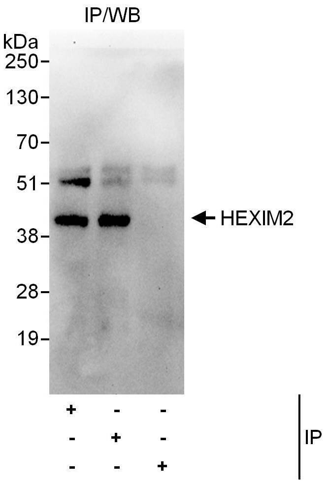 HEXIM2 Antibody