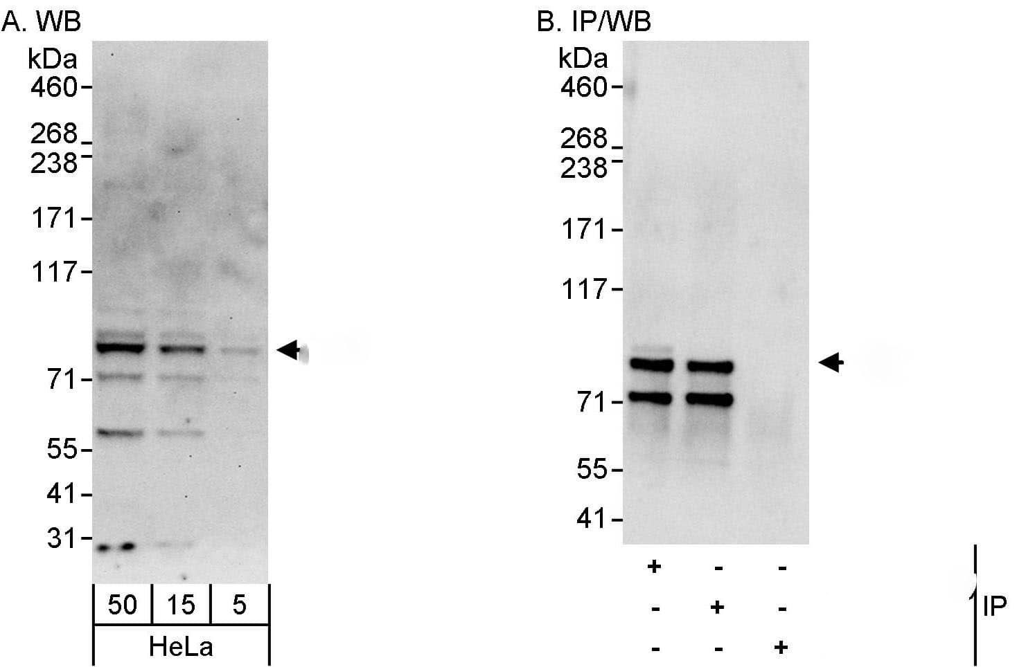 Cullin 2 Antibody