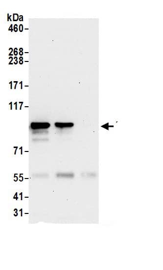 DIEXF Antibody