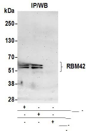 RBM42 Antibody