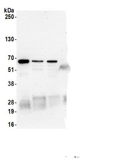 ASC1 Antibody