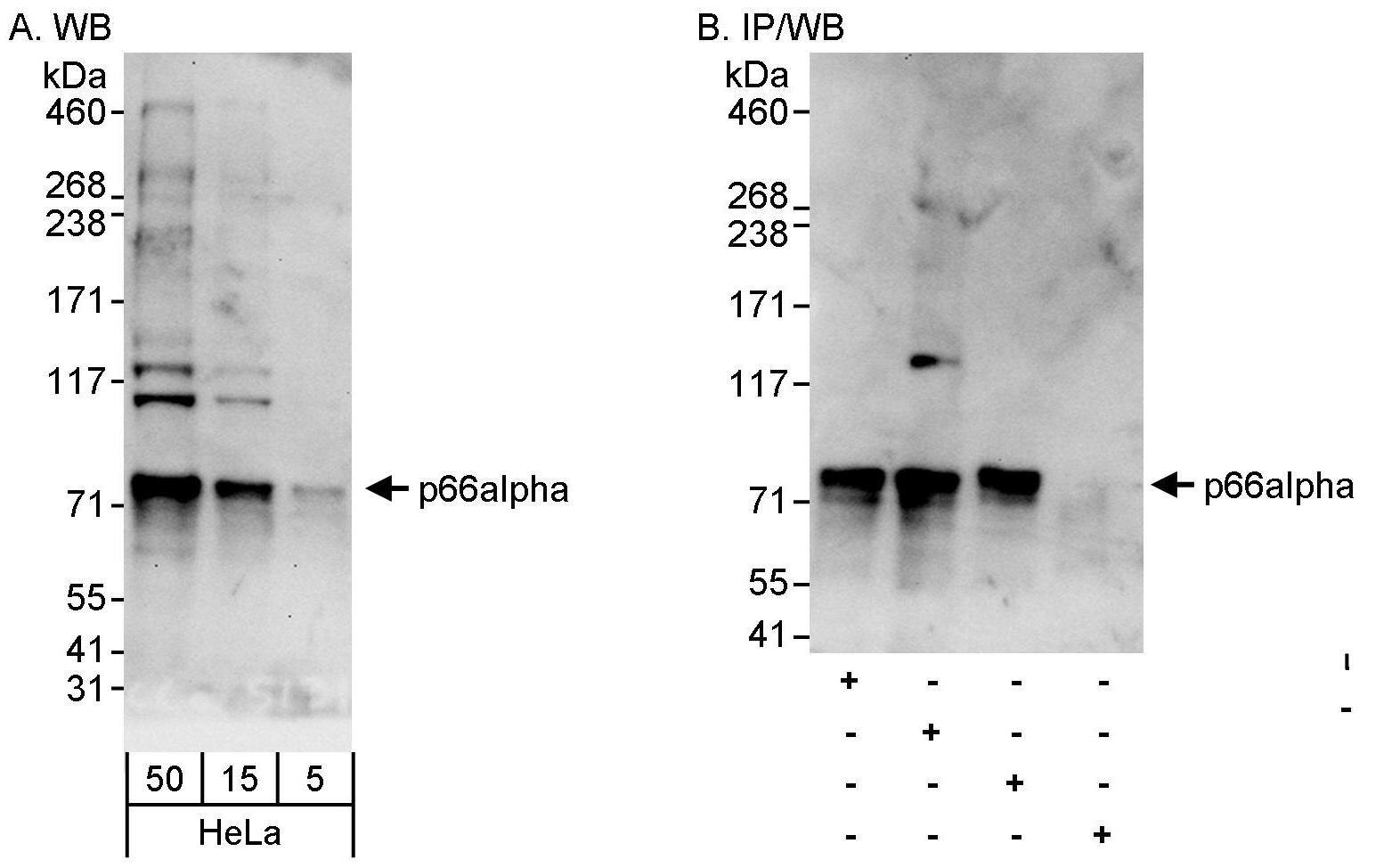 p66 alpha Antibody