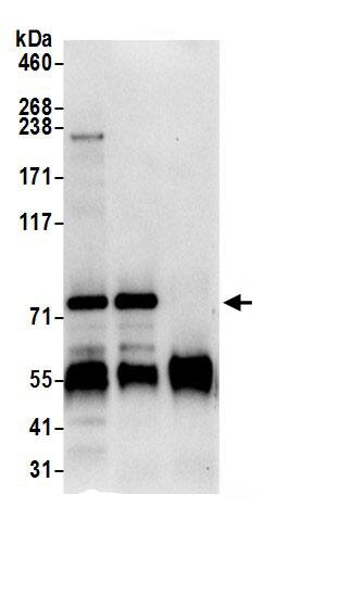 GGA1 Antibody