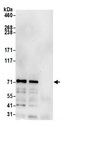 GGA1 Antibody