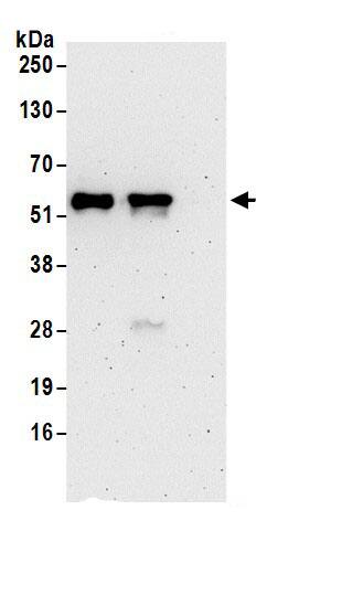 GPKOW Antibody