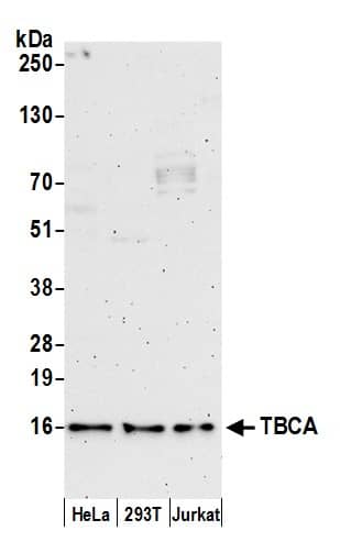 TBCA Antibody