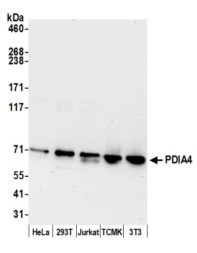 ERp72 Antibody