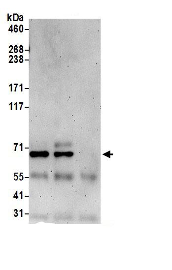 DUS3L Antibody