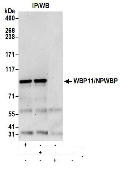 WBP11 Antibody