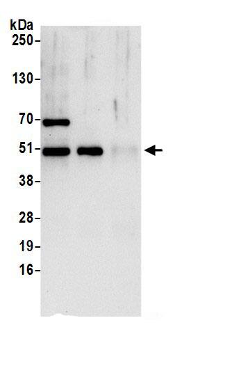 Nesfatin-1/Nucleobindin-2 Antibody