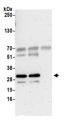 C2orf49 Antibody