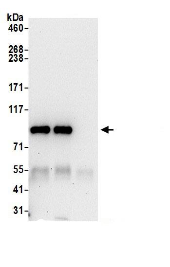 PLA2G4A Antibody