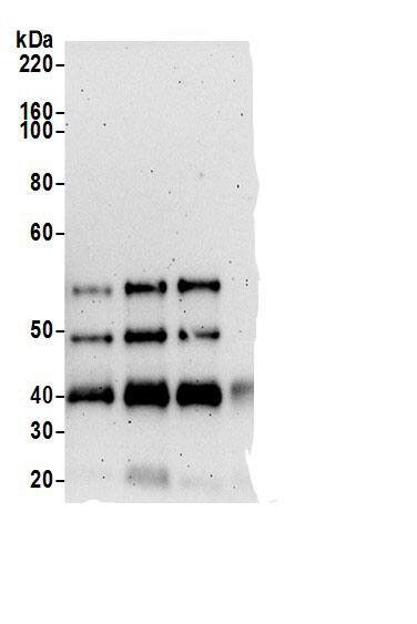 FGD3 Antibody