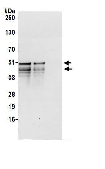 Cyclin A2 Antibody