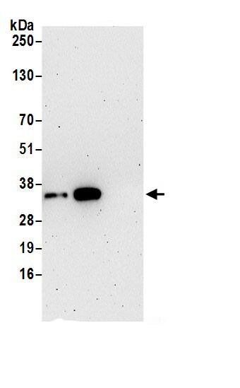 SRM Antibody