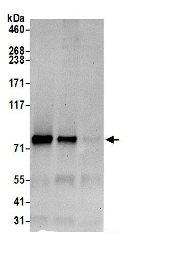 SEC63 Antibody