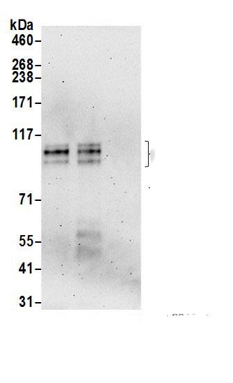 ARHGAP4 Antibody