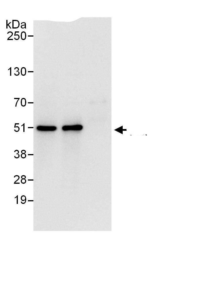 Tbp7 Antibody