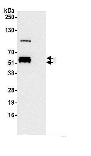 ZNF207 Antibody