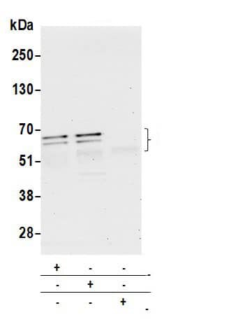 RBM42 Antibody