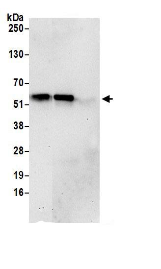 PUS3 Antibody