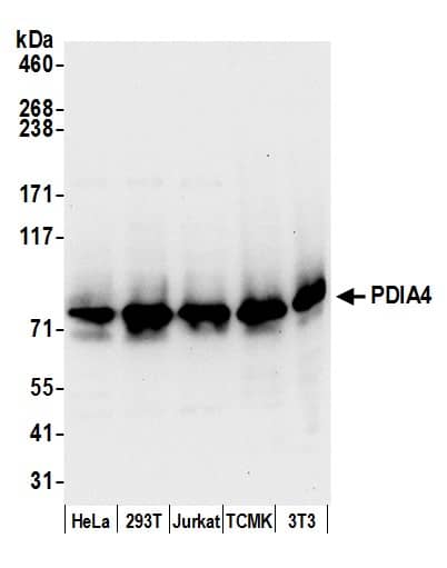 ERp72 Antibody