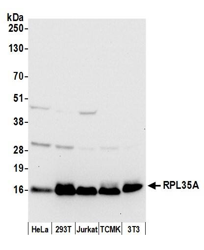 RPL35A Antibody