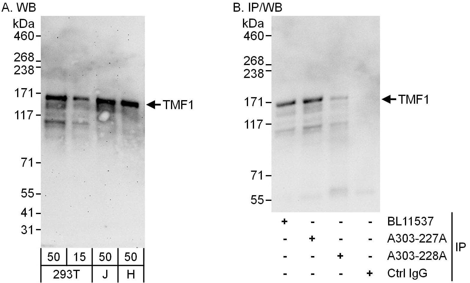 TATA Element Modulatory Factor 1 Antibody