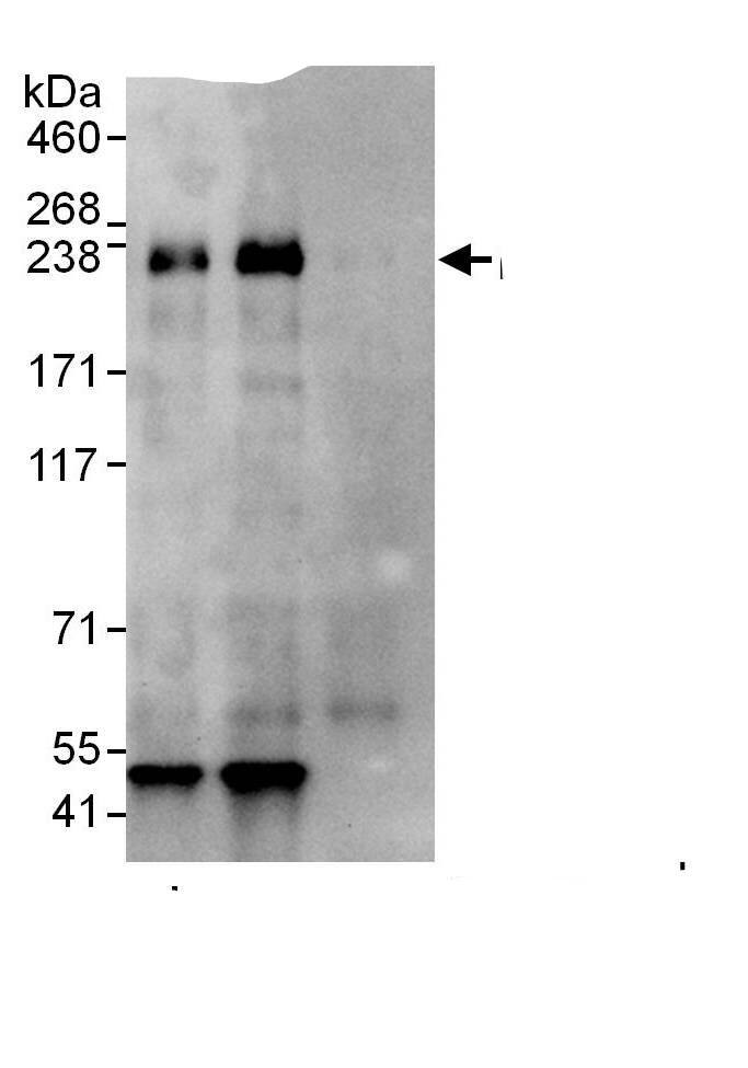 PDCD11 Antibody